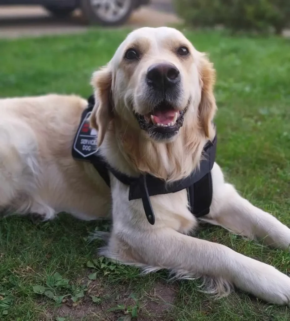 Auksaspalvis retriveris – šuo asistentas, gulintis ant žolės, dėvintis petnešas su užrašu „tarnybinis šuo“. Šuo atrodo laimingas, išsižiojęs ir spindinčiomis akimis.