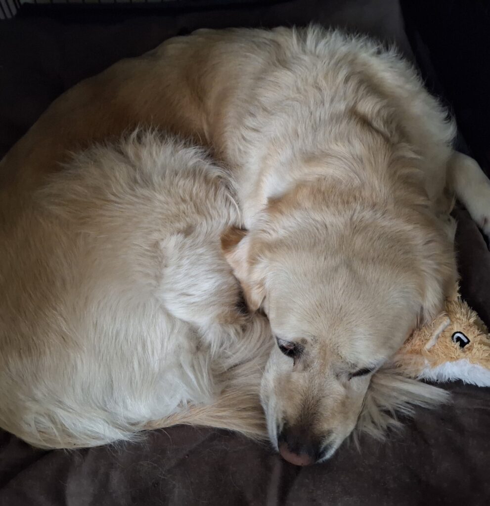 Pūkuotas auksaspalvis retriveris guli ramiai susisukęs ant rudos pagalvėlės, galvą padėjęs ant pliušinio žaislo. Šuo atrodo atsipalaidavęs ir jaukiai įsitaisęs.