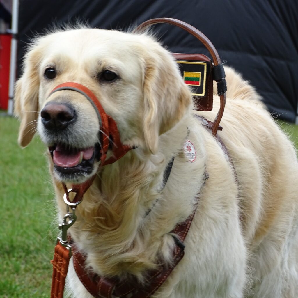Auksaspalvis retriveris vedlys su odinėmis petnešomis ir vėliavėle stovi budriai ant žalios žolės. Šuo spinduliuoja susikaupimą ir ramybę.